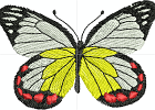 Schmetterling (2)